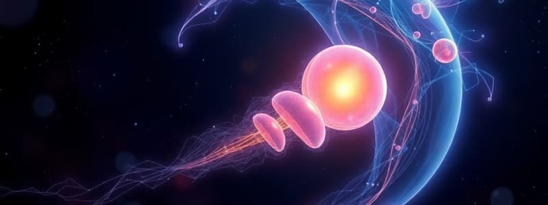 Embryology: Blastulation and Disc Formation