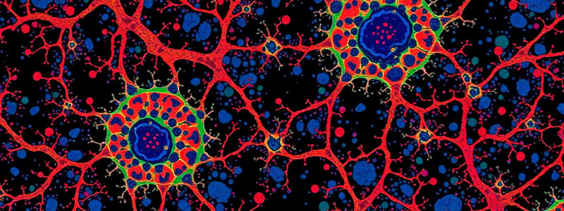 Glial Cells Overview