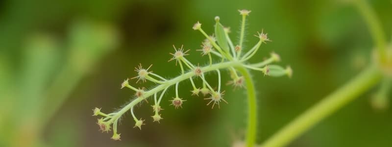 División Spermatophyta: Estudio de Plantas con Semilla