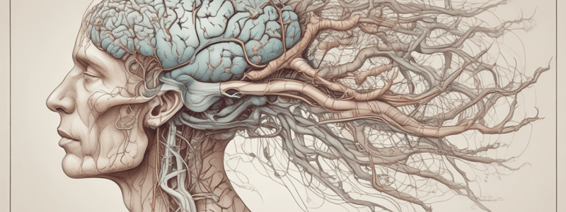 Neurology Basics: Brain and Nervous System