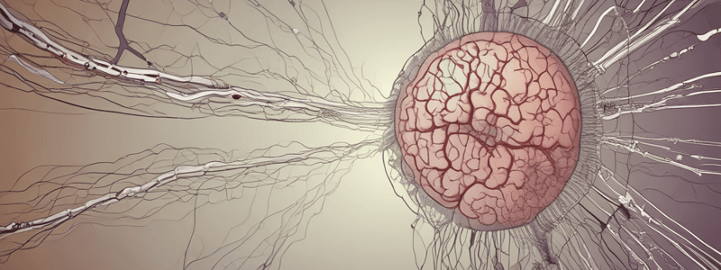 Nervous System Development