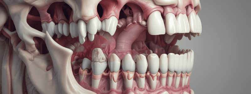 Human Anatomy: Lower Jaw and Teeth