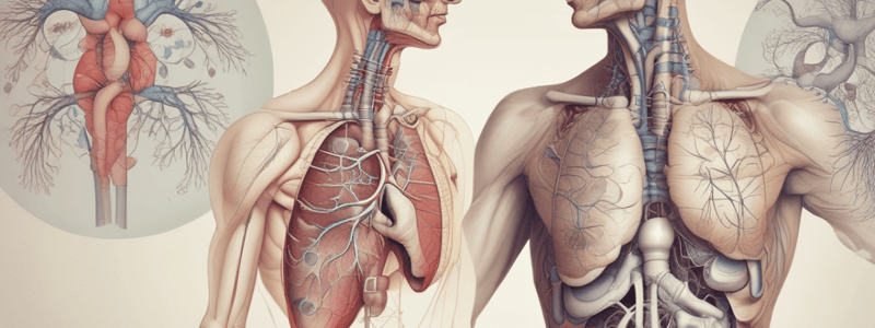 Respiratory System: Bronchioles