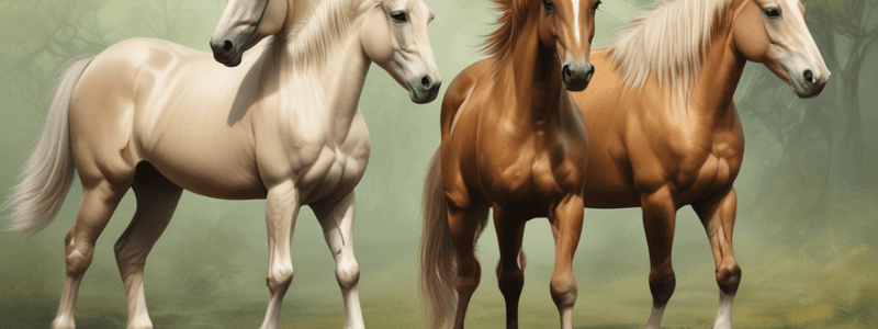 Horse Breeds and Colors