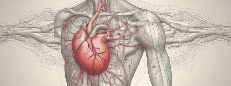 Cardiovascular System and Homeostasis