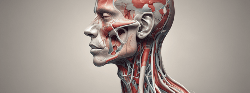 Músculo Masetero: Anatomía y Funciones