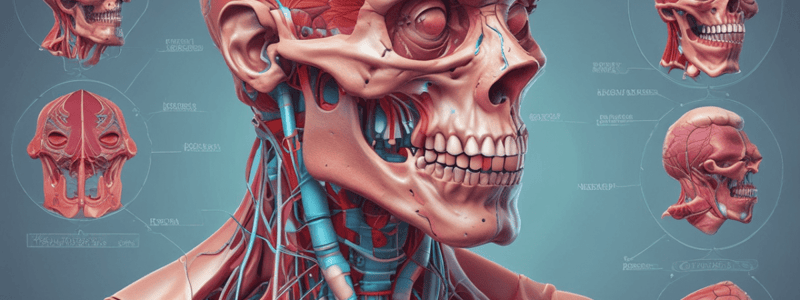 Human Anatomy: Male Testes Function