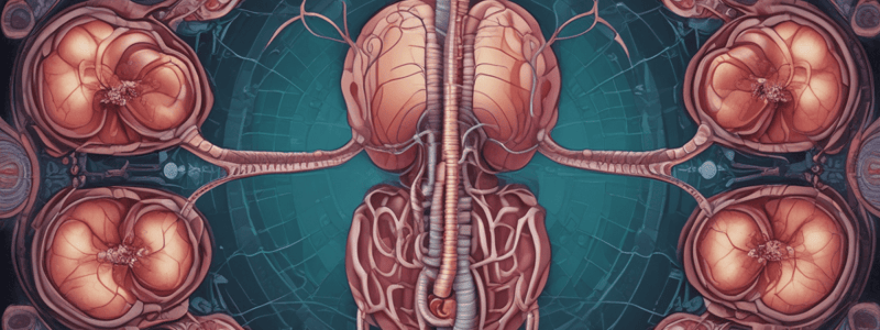 Kidney Function and Nephron Structure