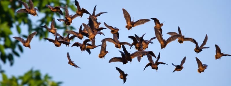 Straw-Colored Fruit Bats Migration Quiz