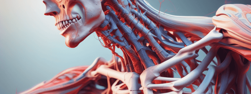 Human Locomotory System: Bones, Muscles, and Joints