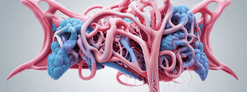 Respiratory System: Upper Airway Anatomy