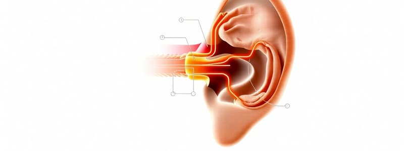 Hearing Pathway and Conduction Quiz