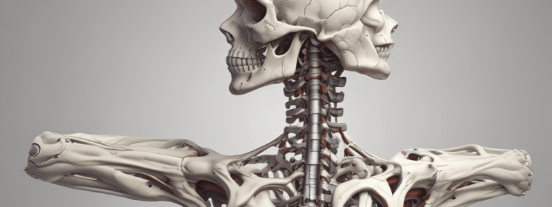 Cervical Spine Anatomy