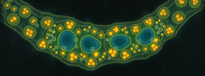 Biomembranes: Electrical Synapses/Gap Junctions - Part I