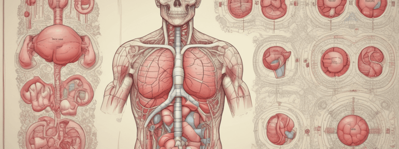 Endocrine System Organs and Tissues Quiz