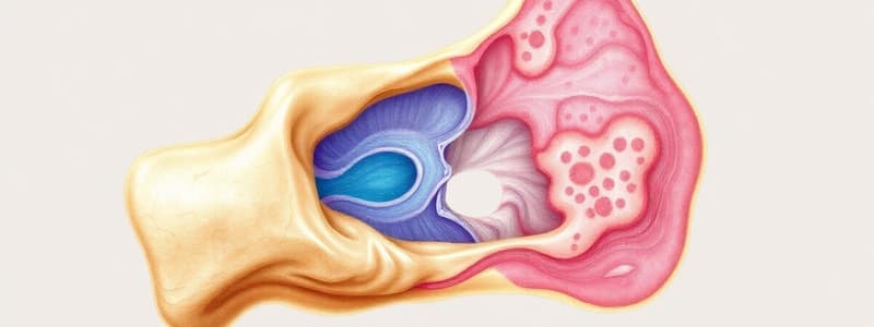 Bone Histology and Classification