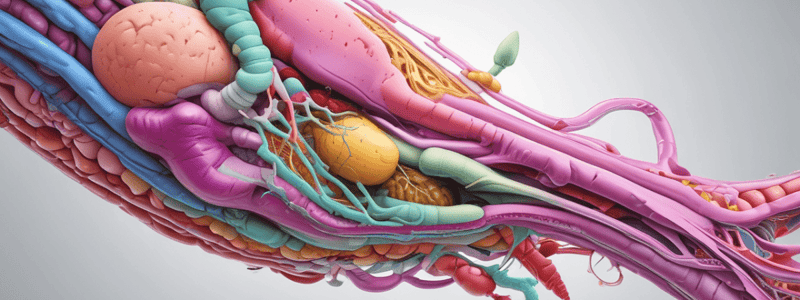 Biliary System and Pancreas Anatomy Quiz