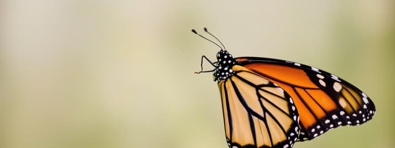 Monarch Butterfly Biology Flashcards