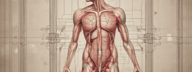 Anatomía de la vejiga urinaria