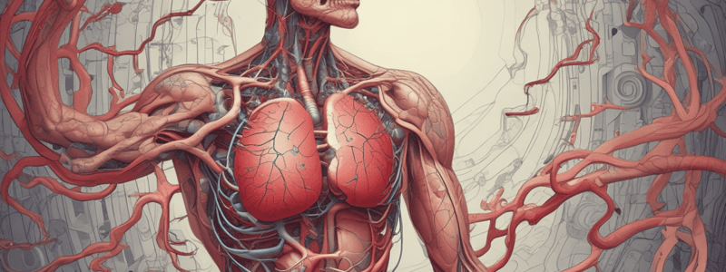 Heart Anatomy and Blood Flow