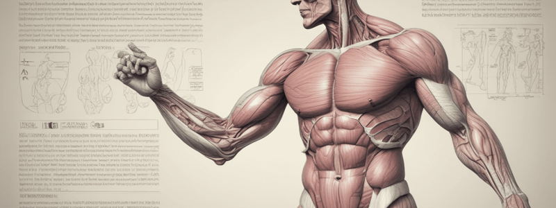 Muscle Terminology Quiz