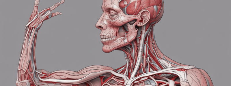 Human Anatomy Muscles and Circulatory System Quiz