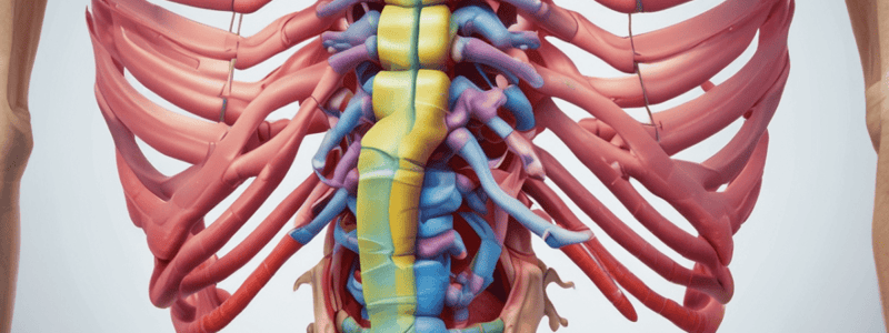 İnsan Anatomi - Columna Vertebralis Quiz