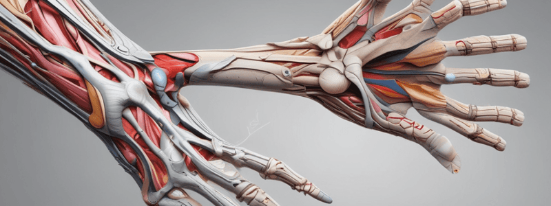 Intro to the Upper Limb