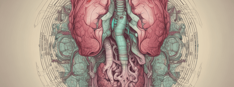 Anatomy of Abdominal Organs