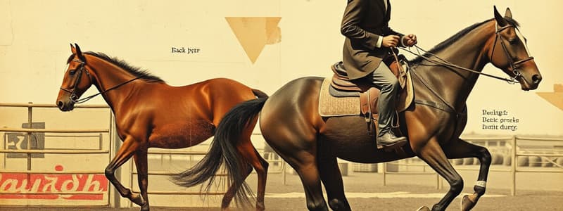 Judging Criteria in Western Horsemanship