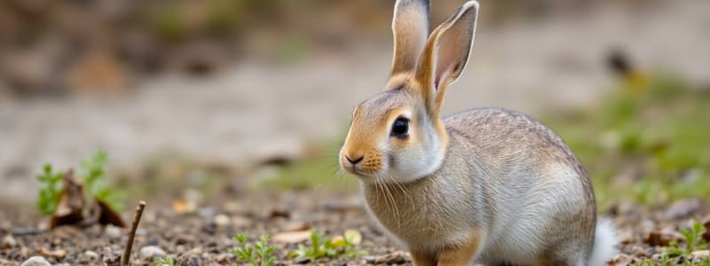 Rabbit Population Adaptation and Climate Change