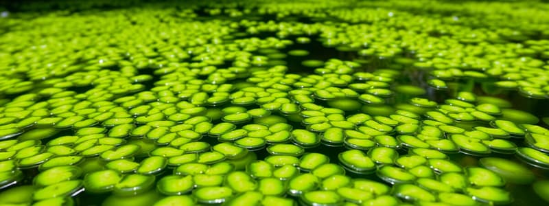 Algae: the world's most important plants