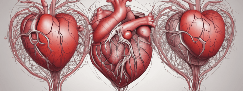 Cardiovascular System: Dynamics of the Heartbeat