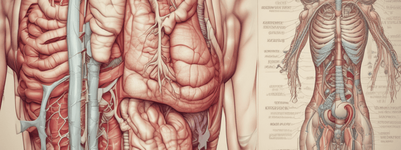 Anatomy of Stomach's Mucosa