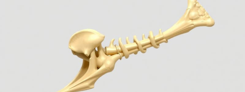 BLOCK 3: AHE: MSK DEVELOPMENT