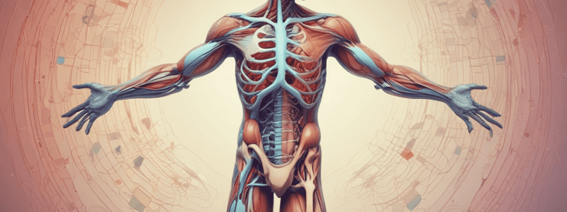 Anatomy of Foot Circulation