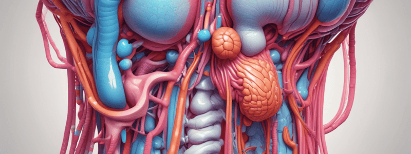 Anatomy of the Spermatic Cord