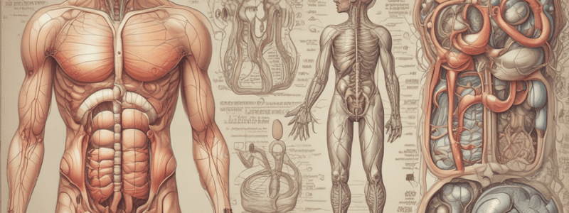 Human Digestive and Urinary System