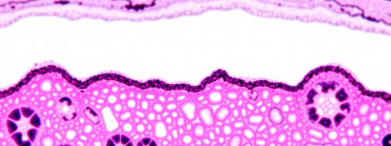 Epithelial Tissue Overview