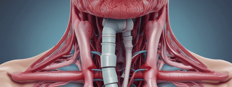 Respiratory System Anatomy: Nasopharynx, Oropharynx, Laryngopharynx, Larynx