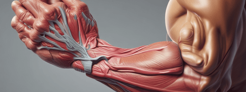 Anatomy of Dorsal Interosseous Muscle and Flexor Retinaculum