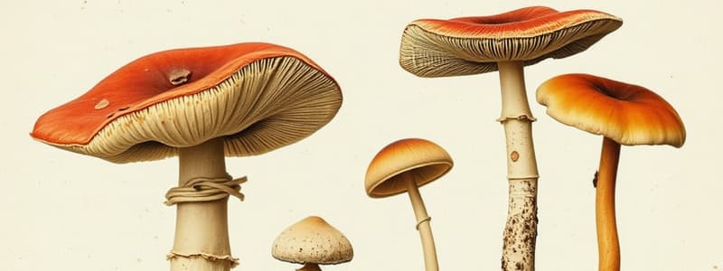 Mushroom Identification Quiz