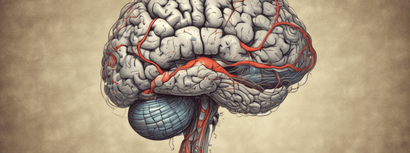 Anatomy of the Brain - Motor Cortex