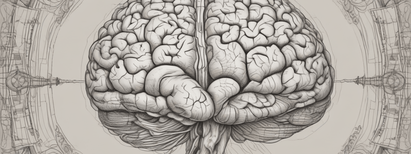 Brain Anatomy and Functions