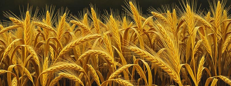 Agricultural Science and HD 3386 Wheat Variety