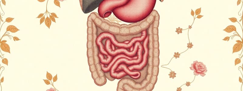 Digestive System Overview and Functions