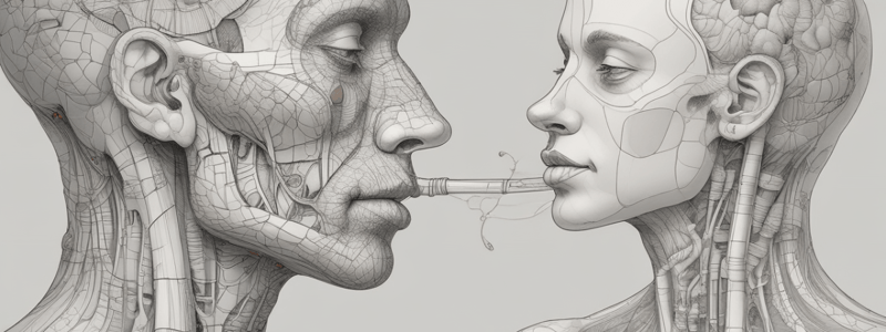 Respiratory System Anatomy Quiz