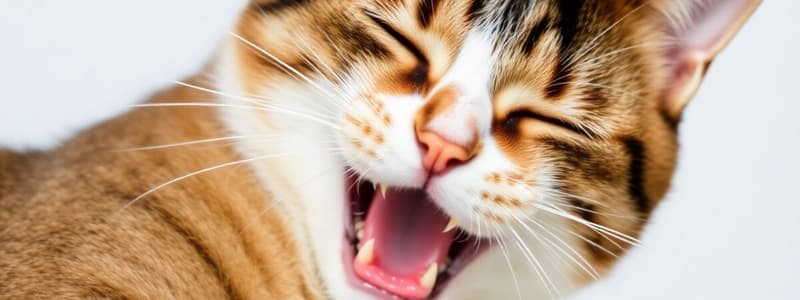 Veterinary Anesthetics and Emetics in Cats