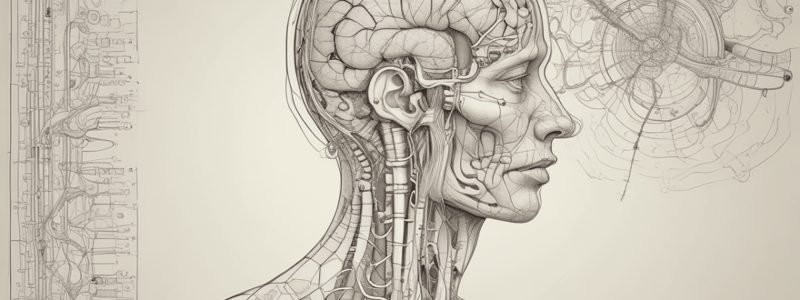 Neurons in the Descending Pathway