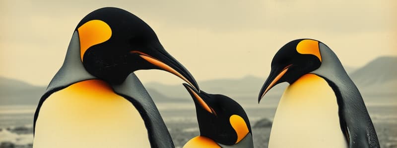 Emperor Penguin Fathers Quiz